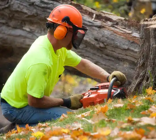 tree services Emerado